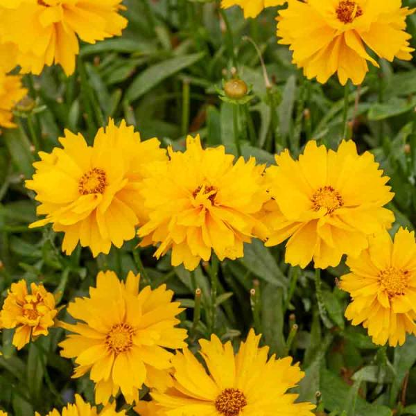 Fleurs - Coréopsis Presto - Graines d'Exception - face recto